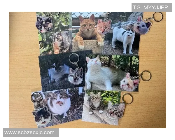 猫咪如何通过努力训练与机遇成为足球场上的明星宠物